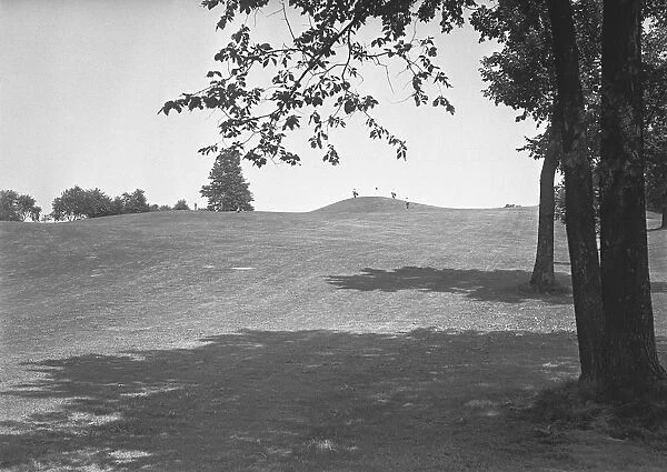 Lawn and trees, (B&W)