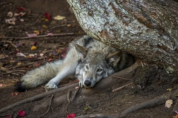 Lazy Days. A Gray Wolf resting during the summer head with its head in a tree root
