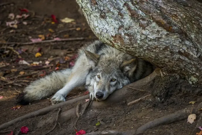 Framed Print : Lazy Days. A Gray Wolf resting during the summer head with its head in a tree root Framed Print : Lazy Days. A Gray Wolf resting during the summer head with its head in a tree root