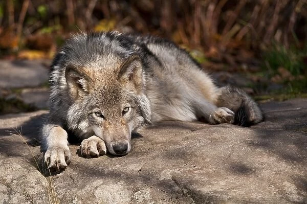 Lazy Days. This Timber Wolf is relaxing on a cool rock in the shade on a hot summer day