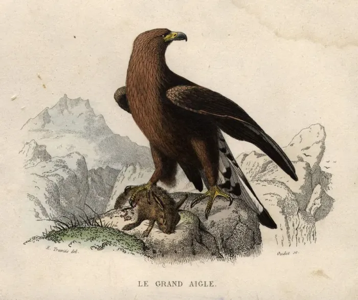 Framed Print : Le Grand Aigle Framed Print : Le Grand Aigle