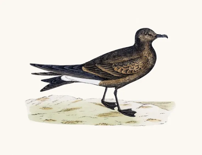 Framed Print : Leachs Petrel