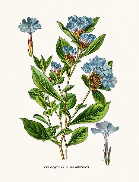 Leadwort or plumbago flower
