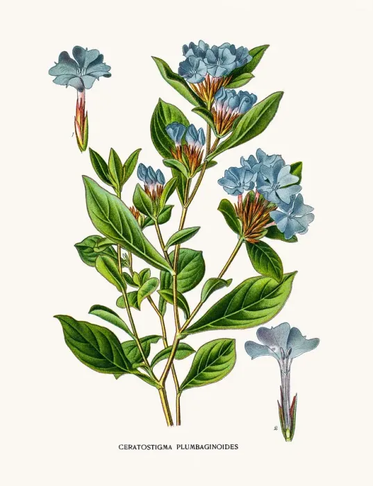 Framed Print : Leadwort or plumbago flower Framed Print : Leadwort or plumbago flower