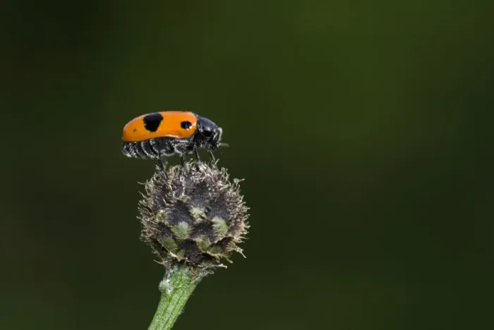 Framed Print : Leaf beetle (Clytra 4-punktata), Enkheimer Ried, Hesse, Germany, Europe Framed Print : Leaf beetle (Clytra 4-punktata), Enkheimer Ried, Hesse, Germany, Europe