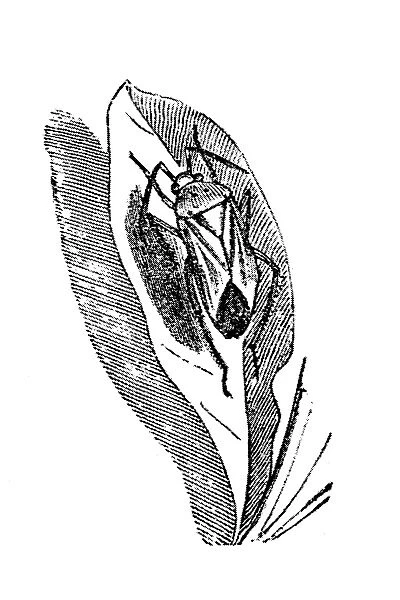 Leaf bug (Phytocoris bipunctatus)