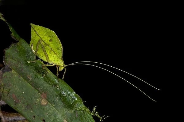 Leaf bush cricket or Leaf katydid -Tettigoniidae- emulating a green leaf, Tiputini rain forest, Yasuni National Park, Ecuador, South America