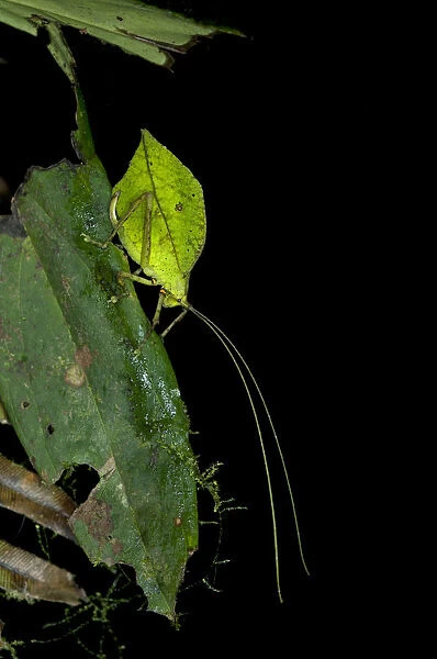 Leaf bush cricket or Leaf katydid -Tettigoniidae- emulating a green leaf, Tiputini rain forest, Yasuni National Park, Ecuador, South America