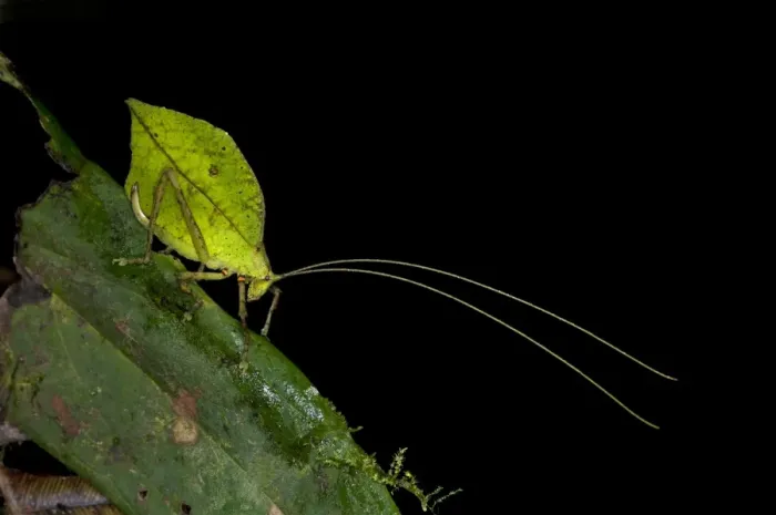 Framed Print : Leaf bush cricket or Leaf katydid -Tettigoniidae- emulating a green leaf, Tiputini rain forest, Yasuni National Park, Ecuador, South America Framed Print : Leaf bush cricket or Leaf katydid -Tettigoniidae- emulating a green leaf, Tiputini rain forest, Yasuni National Park, Ecuador, South America