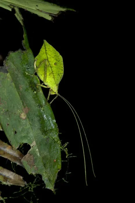 Framed Print : Leaf bush cricket or Leaf katydid -Tettigoniidae- emulating a green leaf, Tiputini rain forest, Yasuni National Park, Ecuador, South America Framed Print : Leaf bush cricket or Leaf katydid -Tettigoniidae- emulating a green leaf, Tiputini rain forest, Yasuni National Park, Ecuador, South America