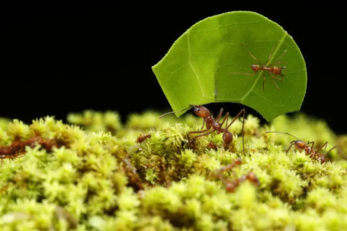 Framed Print : Leaf-cutter Ant Framed Print : Leaf-cutter Ant