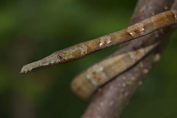 Leaf-nosed Snake -Langaha madagaskariensis-, female, Madagascar