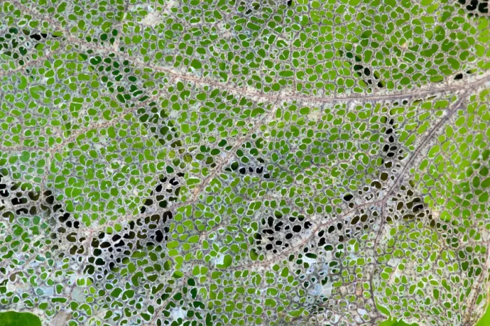Framed Print : Leaf skeleton overlaying rainforest ground cover, Olympic National Park, Washington State, USA Framed Print : Leaf skeleton overlaying rainforest ground cover, Olympic National Park, Washington State, USA