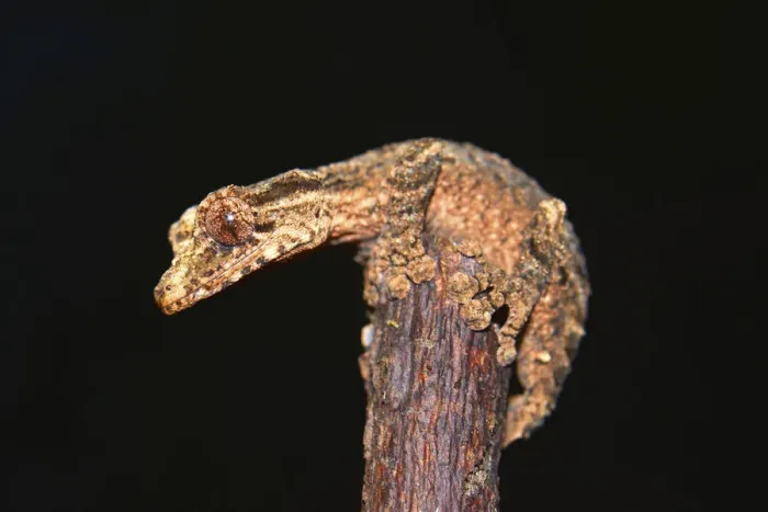 Framed Print : Leaf-tailed Gecko -Uroplatus alluaudi-, Nord-Madagaskar, Madagascar Framed Print : Leaf-tailed Gecko -Uroplatus alluaudi-, Nord-Madagaskar, Madagascar