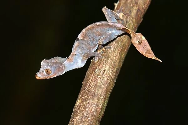 Leaf-tailed Gecko -Uroplatus ebenaui ssp. -, Nord-Madagaskar, Madagascar