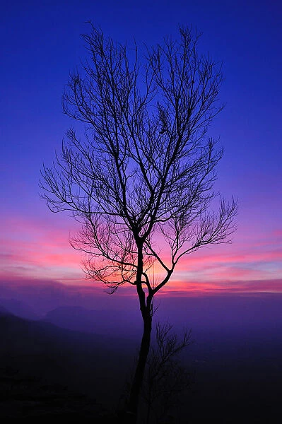 A leafless tree with the colorful sky after sunset