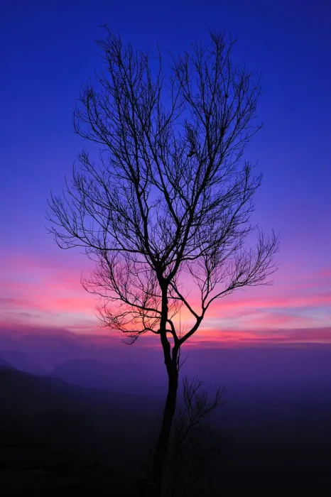 Framed Print : A leafless tree with the colorful sky after sunset Framed Print : A leafless tree with the colorful sky after sunset