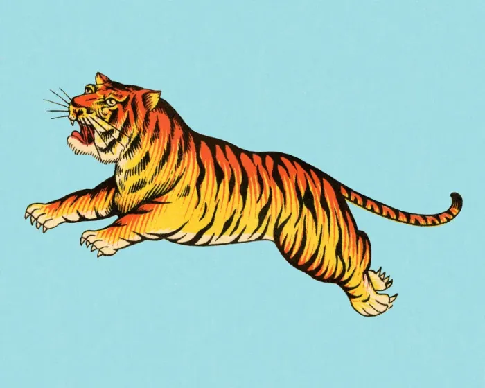 Framed Print : Leaping Tiger Framed Print : Leaping Tiger