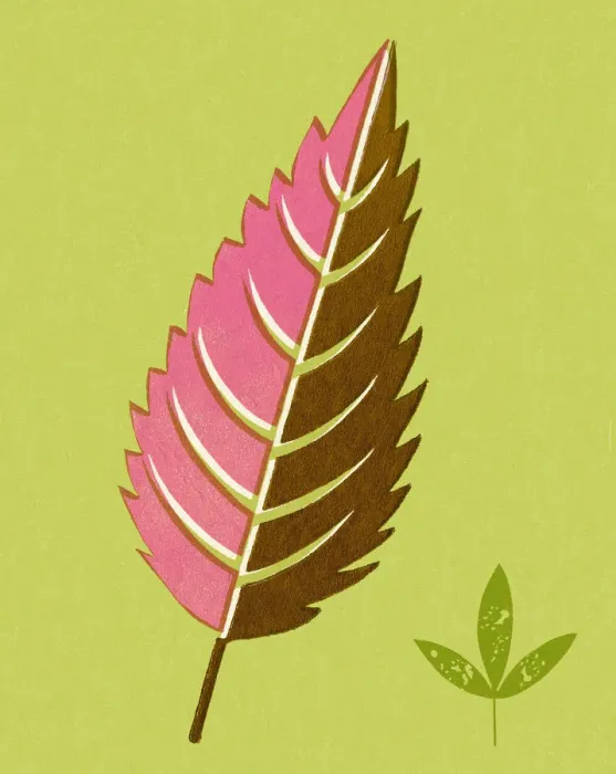 Framed Print : Two Leaves