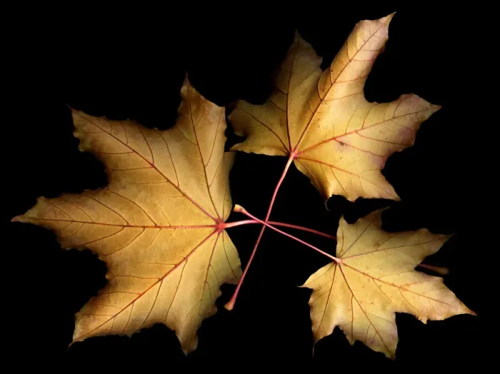 Framed Print : Three leaves with black background Framed Print : Three leaves with black background