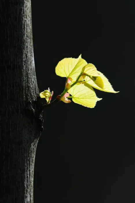 Framed Print : Leaves of a Broad-leaved lime tree -Tilia platyphyllos- Framed Print : Leaves of a Broad-leaved lime tree -Tilia platyphyllos-