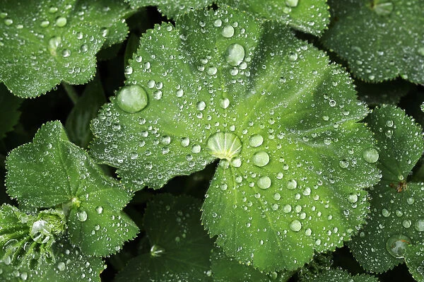Leaves of a Ladys Mantle -Alchemilla- with water drops, Eckental, Middle Franconia, Bavaria, Germany