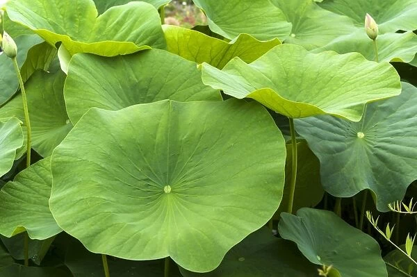 Leaves of a Lotus flower -Nelumbo-, Bavaria, Germany