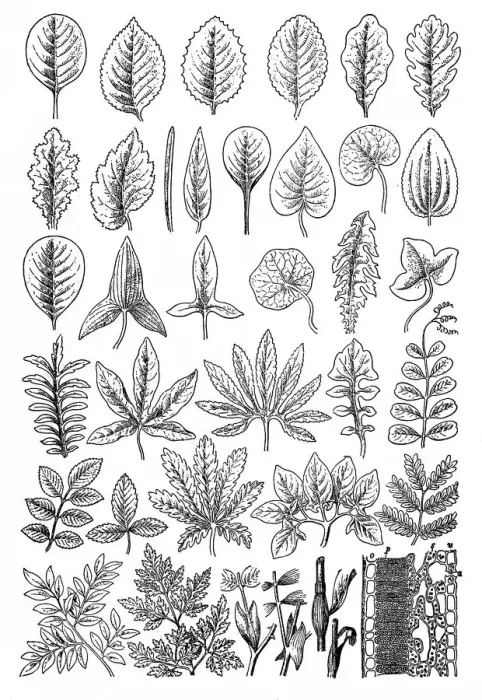 Framed Print : Leaves set Framed Print : Leaves set