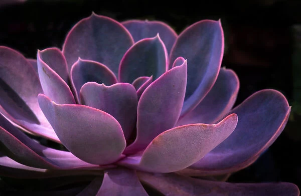 Leaves of Succulent Echeveria Plant in Saturated Colour