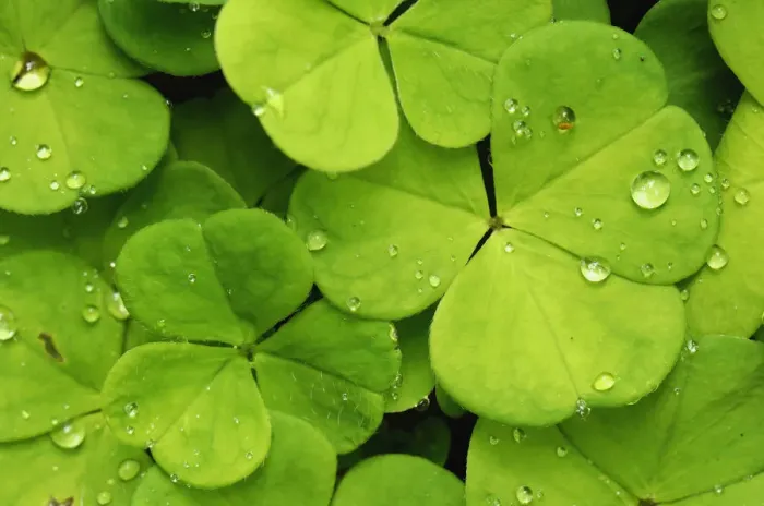 Framed Print : Leaves of the wood sorrel -Oxalis acetosella- with dew drops