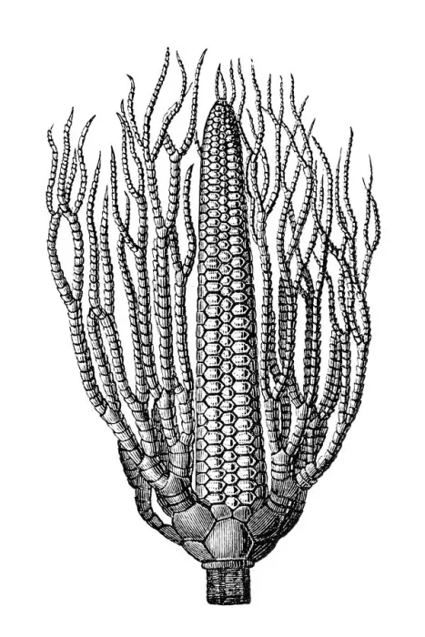 Framed Print : Lecithocrinus Eifelianus fossil Framed Print : Lecithocrinus Eifelianus fossil