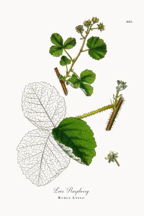 Framed Print : Lees Raspberry, Rubus Leesii, Victorian Botanical Illustration, 1863 Framed Print : Lees Raspberry, Rubus Leesii, Victorian Botanical Illustration, 1863