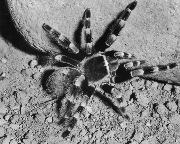 Framed Print : Eight Legged Freak Framed Print : Eight Legged Freak