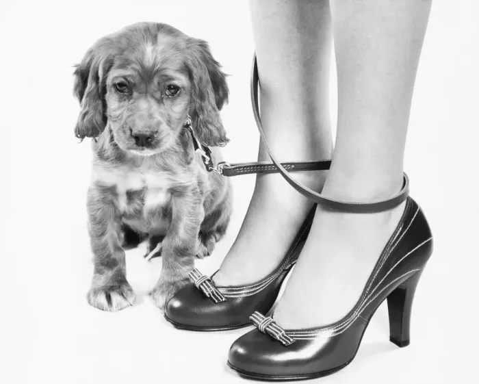 Framed Print : Legs of woman in high heel shoes tangled by leash of cocker spaniel puppy
