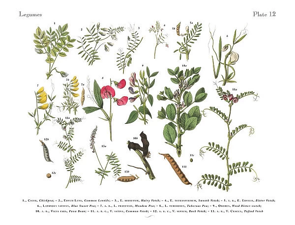 Legumes, Victorian Botanical Illustration