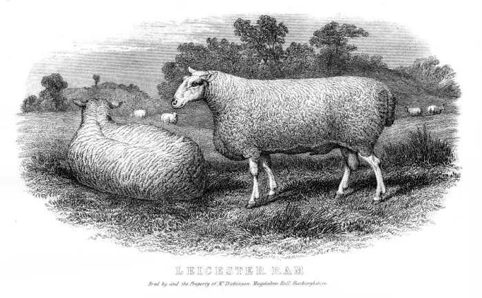 Framed Print : Leicester ram engraving 1878 Framed Print : Leicester ram engraving 1878