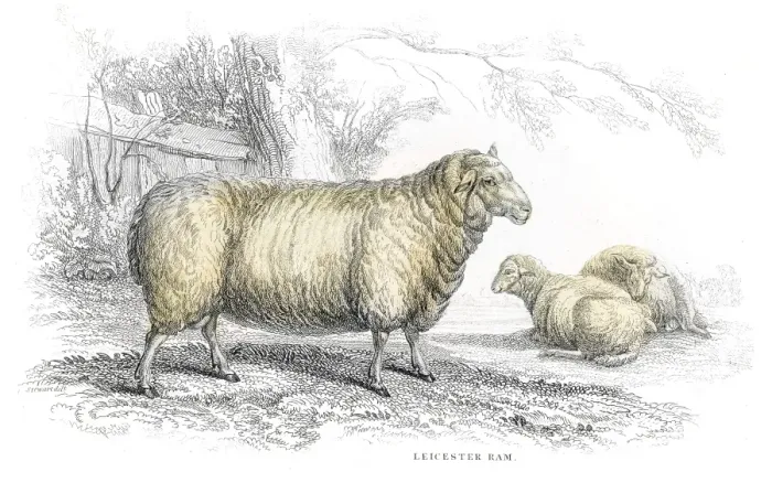 Framed Print : Leicester ram lithograph 1884 Framed Print : Leicester ram lithograph 1884