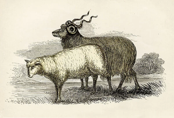 Leicester sheep engraving 1851