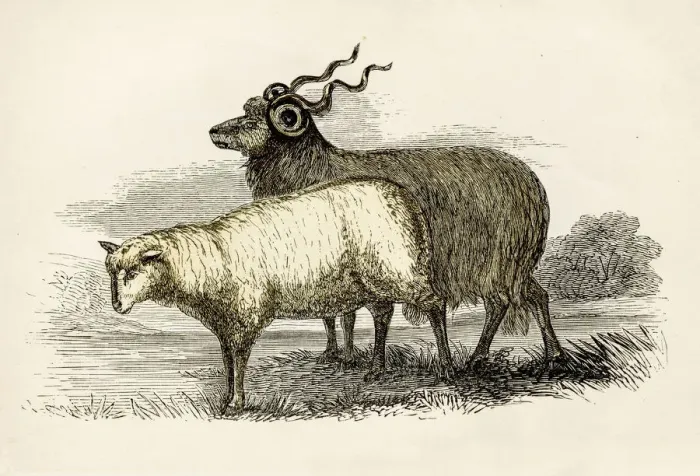 Framed Print : Leicester sheep engraving 1851