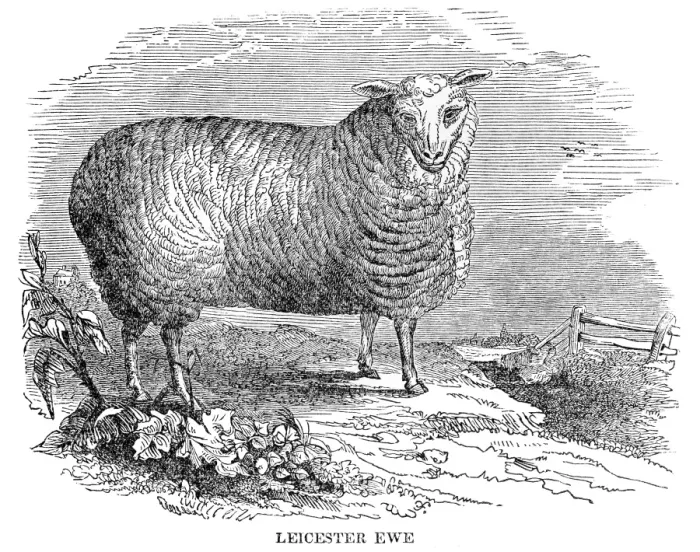 Framed Print : Leicester sheeps engraving 1841