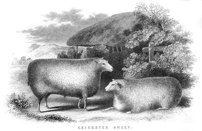 Framed Print : Leicester sheeps engraving 1850 Framed Print : Leicester sheeps engraving 1850