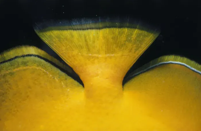 Framed Print : Lemon Butterflyfish Tail Framed Print : Lemon Butterflyfish Tail