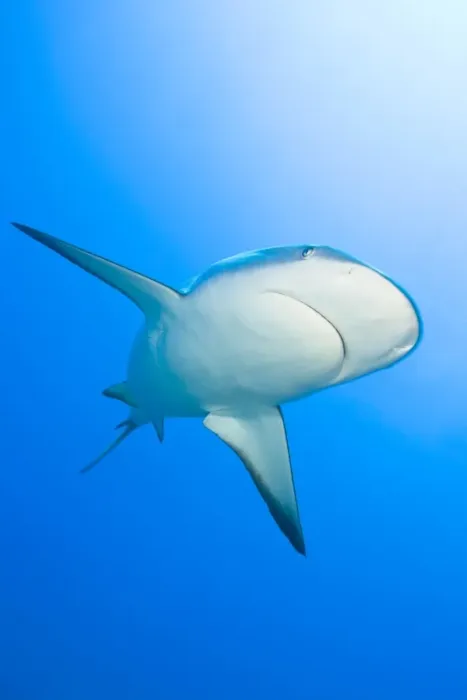 Framed Print : Lemon shark (Negaprion brevirostris), Bahamas
