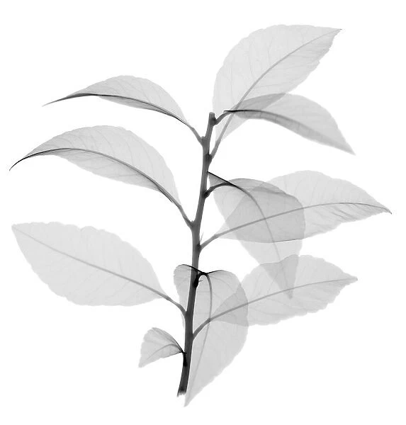 Lemon vine leaves (Pereskia aculeata), X-ray