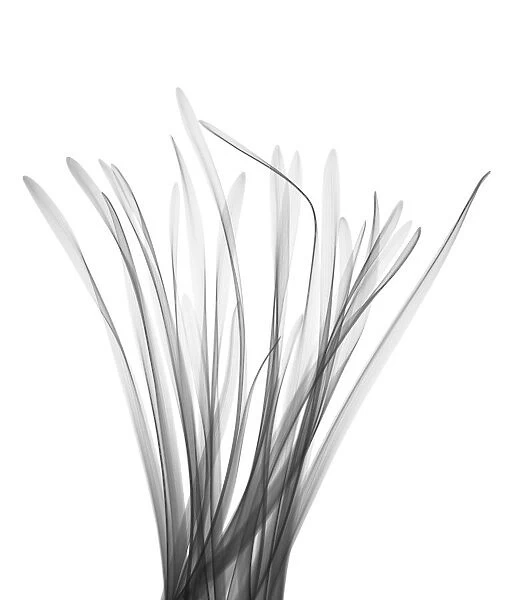 Lemongrass (Cymbopogon sp. ), X-ray