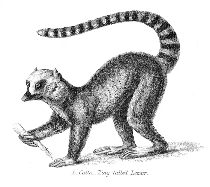 Framed Print : Lemur illsutration 1869 Framed Print : Lemur illsutration 1869