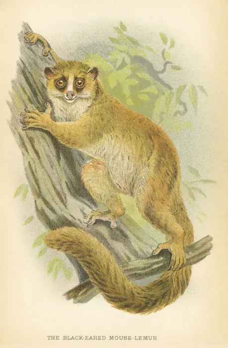 Framed Print : Lemur primate 1894 Framed Print : Lemur primate 1894