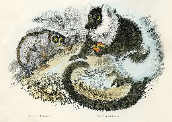 Lemurs engraving 1893