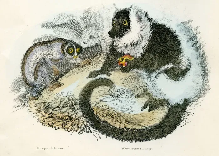 Framed Print : Lemurs engraving 1893 Framed Print : Lemurs engraving 1893