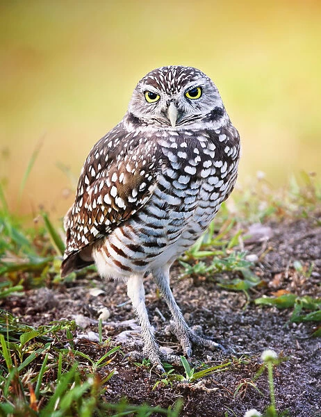 Full Length View of Burrowing Owl